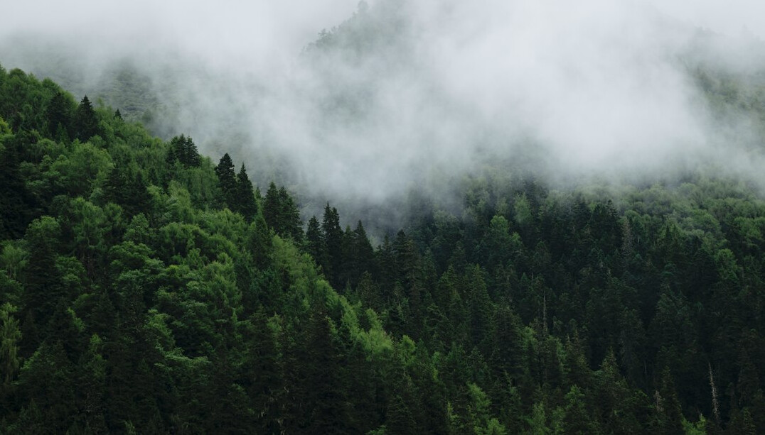 mysterious fog in forest